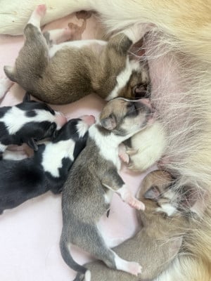 Les chiots de Welsh Corgi Pembroke