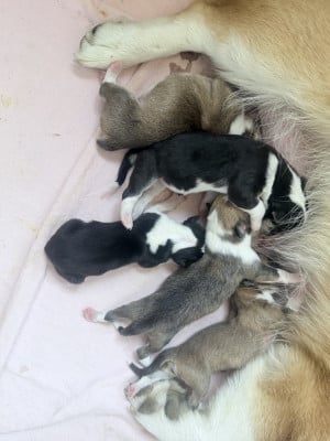 Les chiots de Welsh Corgi Pembroke