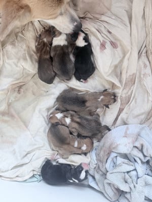 Les chiots de Welsh Corgi Pembroke