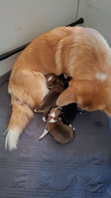 Les chiots de Welsh Corgi Pembroke