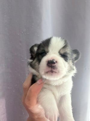 Les chiots de Welsh Corgi Pembroke