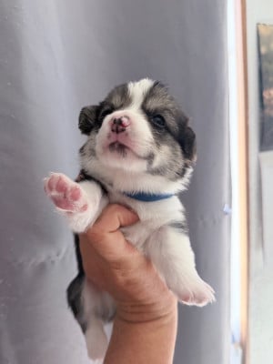Les chiots de Welsh Corgi Pembroke