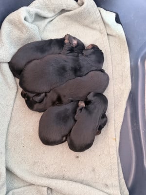 Les chiots de Teckel poil long