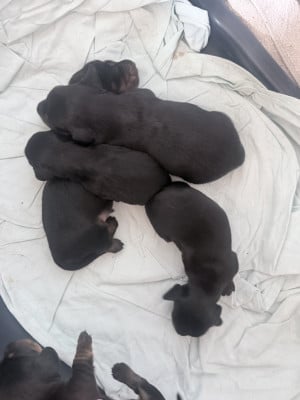 Les chiots de Teckel poil long
