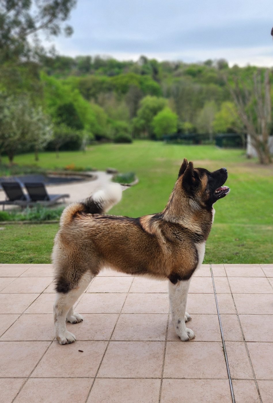 Vikiz Des Gardiens De L'arche De Noé