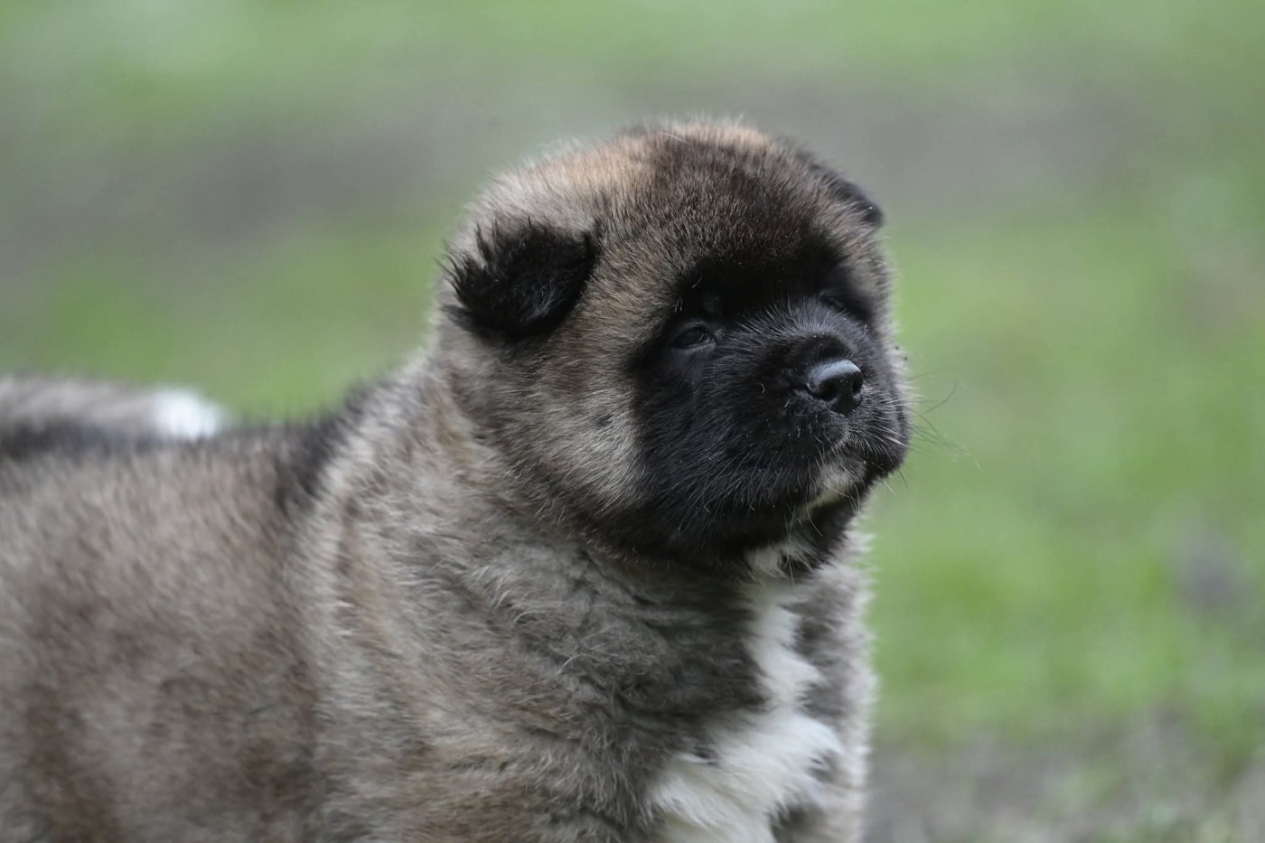 Reveal the tempest Des Gardiens De L'arche De Noé