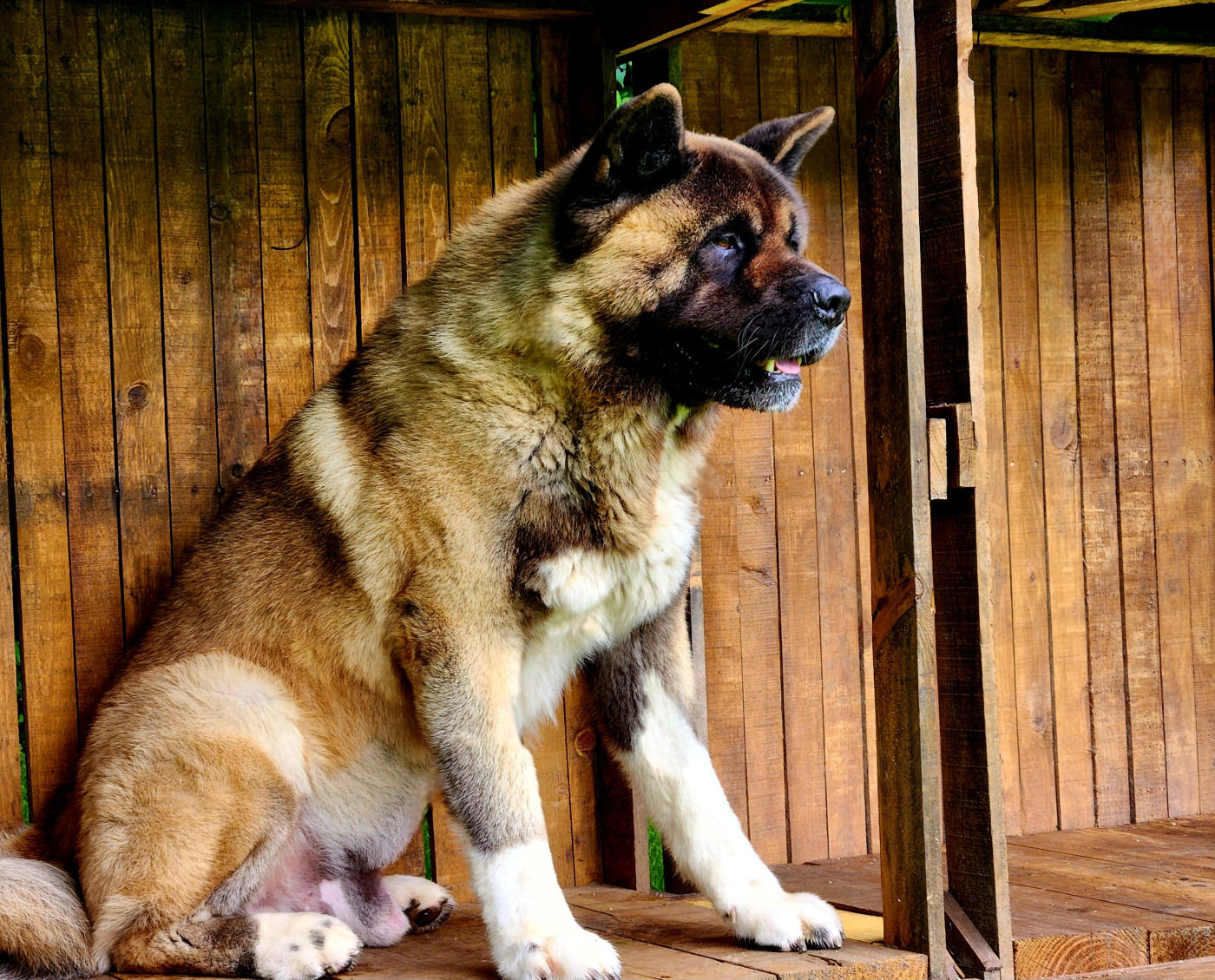 Reveal the tempest Des Gardiens De L'arche De Noé