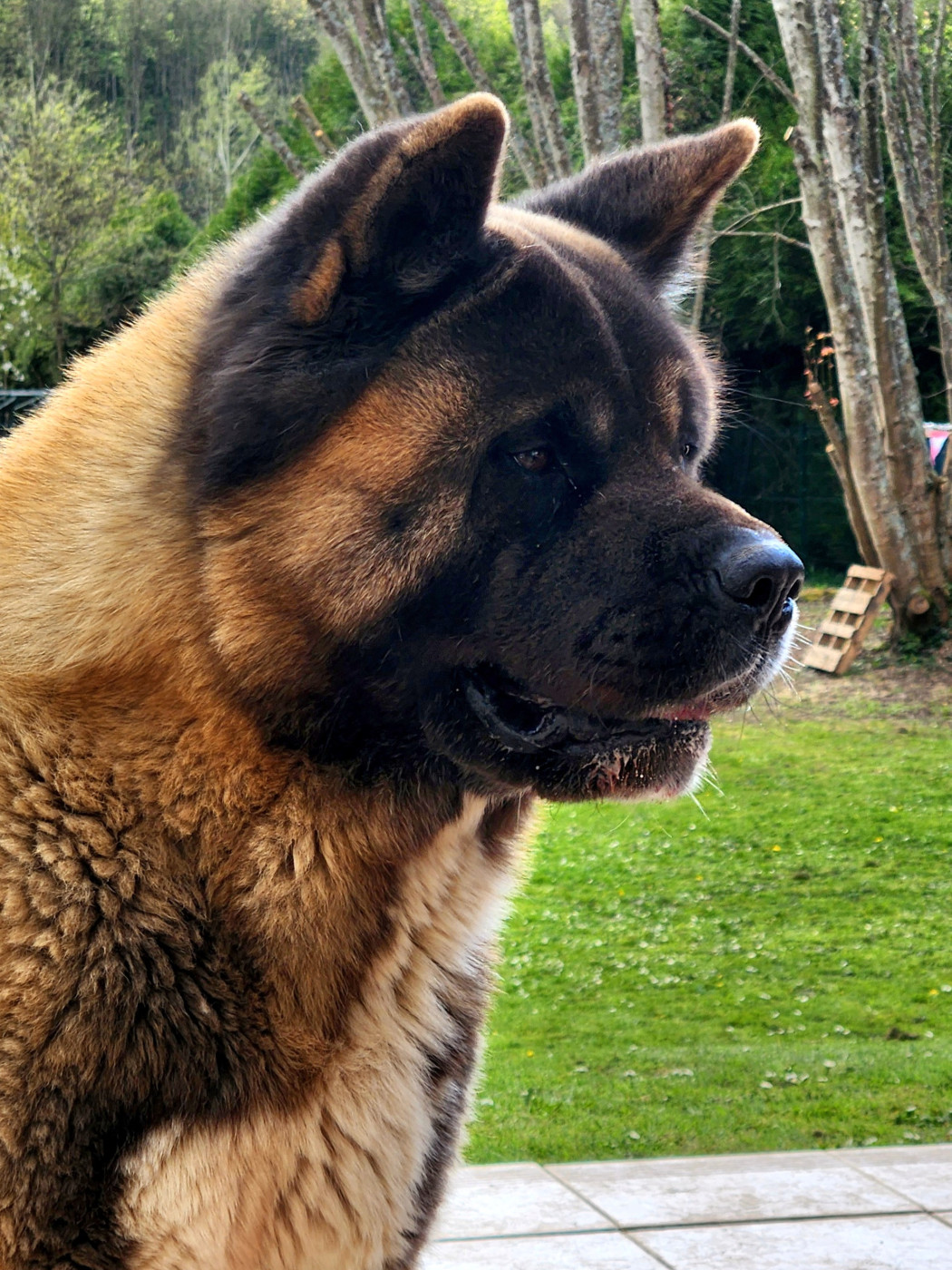 Reveal the tempest Des Gardiens De L'arche De Noé
