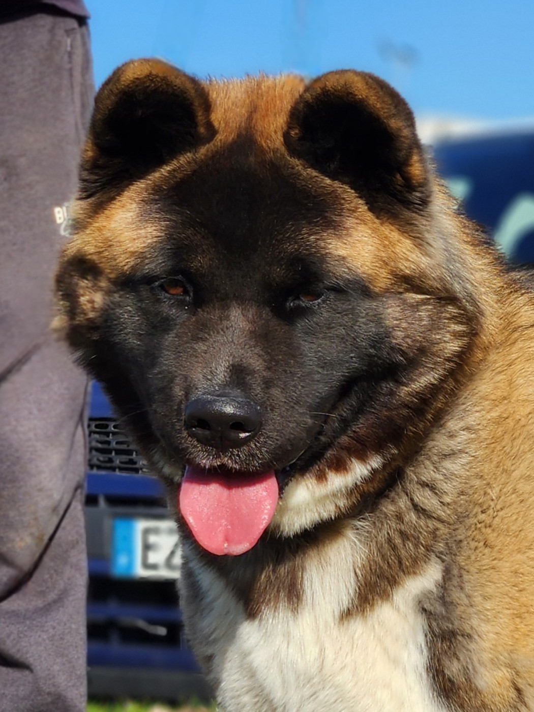 Vikiz Des Gardiens De L'arche De Noé