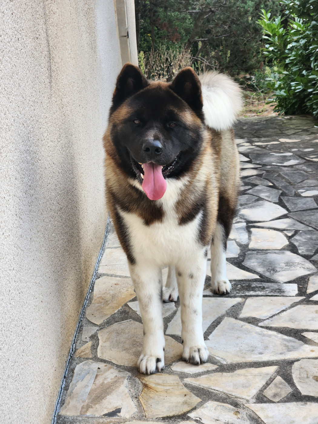 Vikiz Des Gardiens De L'arche De Noé