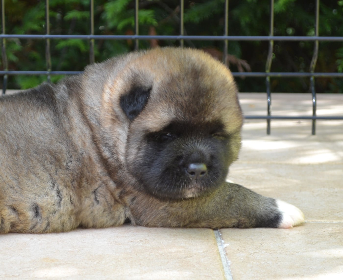 After the Rain of Bear's Park