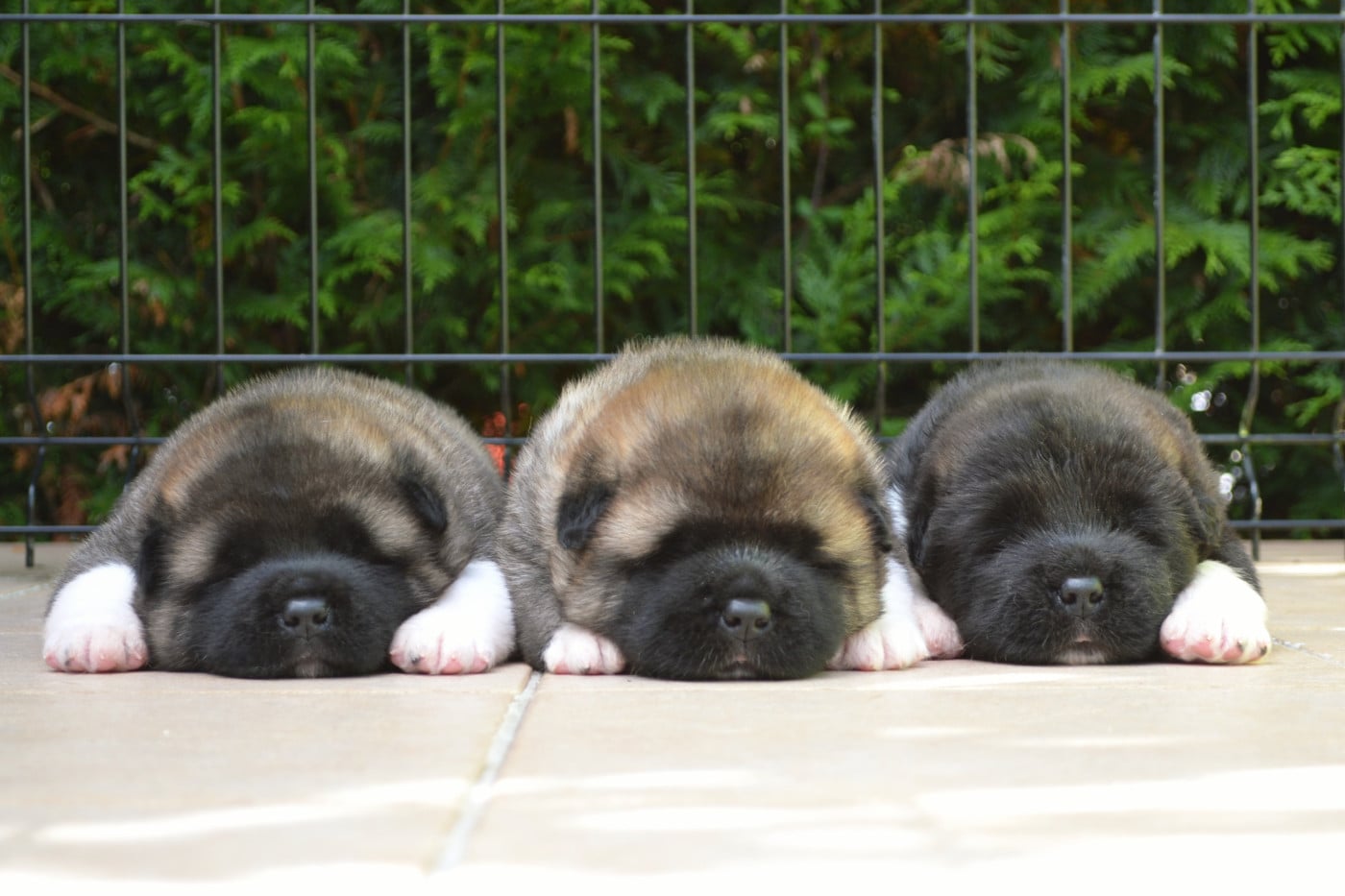 American Atom of Bear's Park