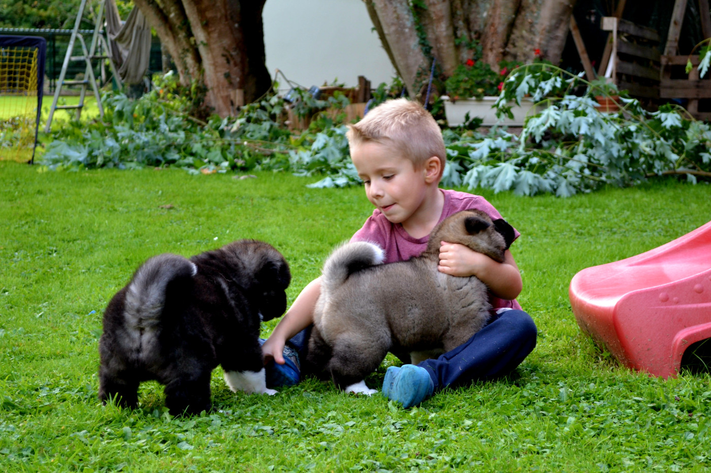 Amber leaf of Bear's Park