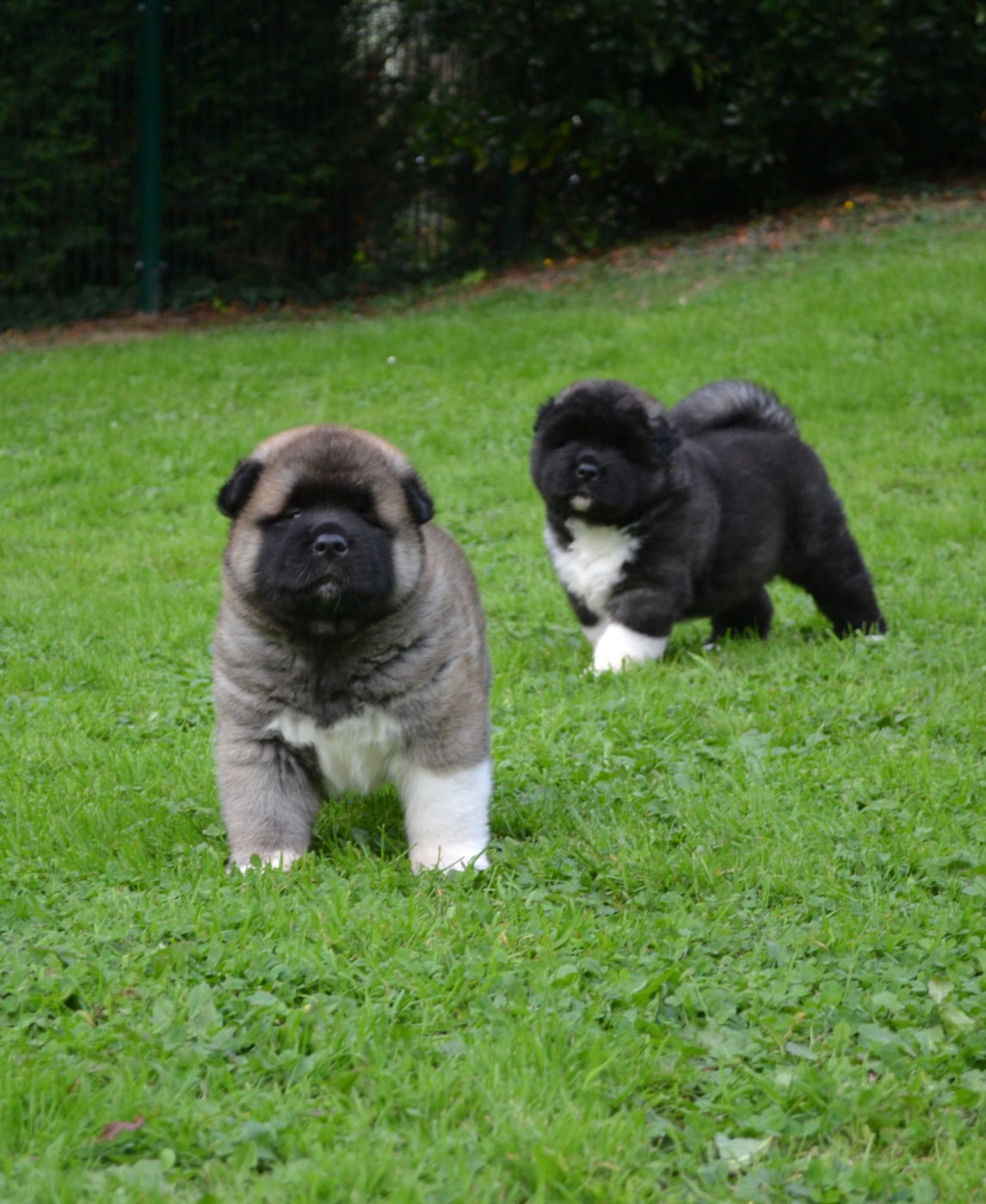 American Atom of Bear's Park