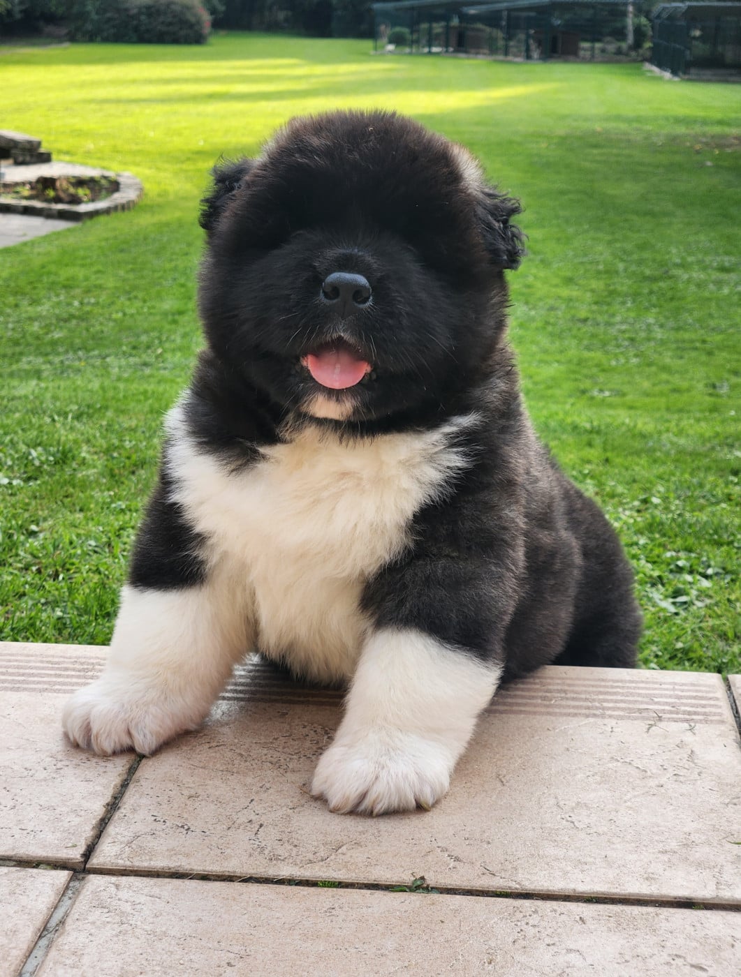 American Atom of Bear's Park