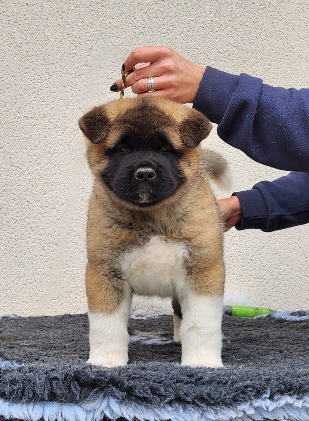 Amber leaf of Bear's Park