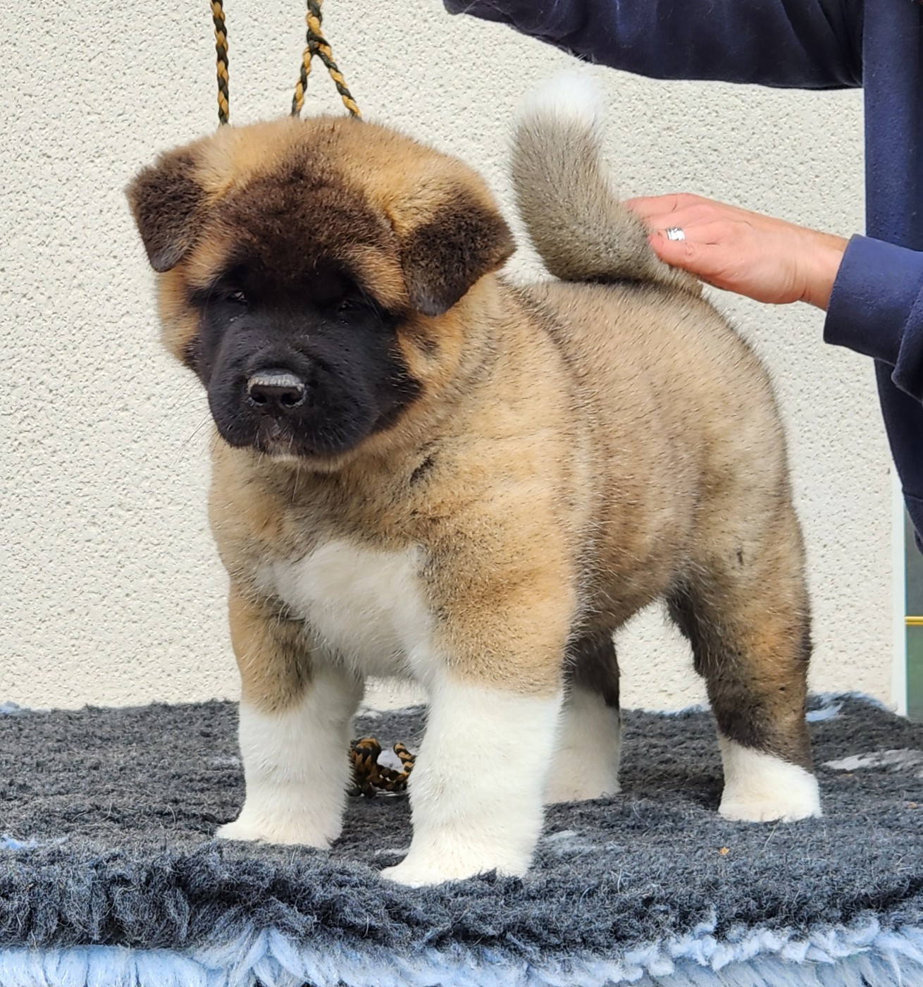 Amber leaf of Bear's Park