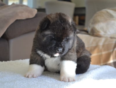 Les chiots de Akita americain