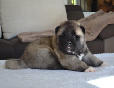 Les chiots de Akita americain