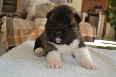 Les chiots de Akita americain