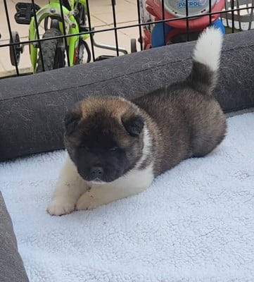 Les chiots de Akita americain