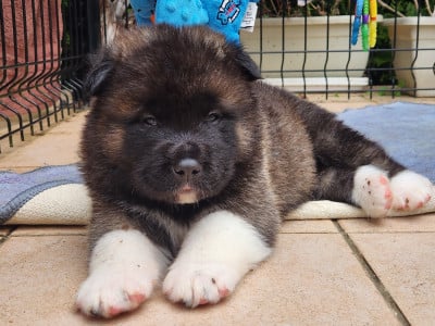 Les chiots de Akita americain