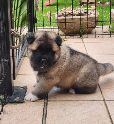 Les chiots de Akita americain