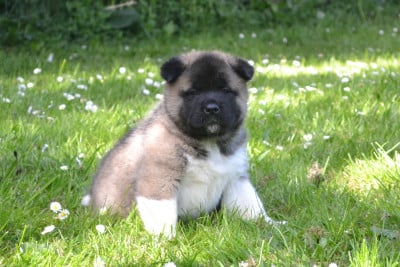 Les chiots de Akita americain