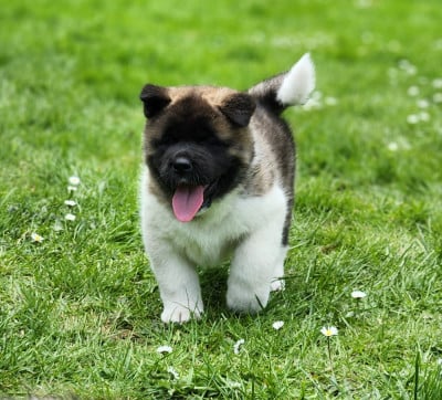 Les chiots de Akita americain
