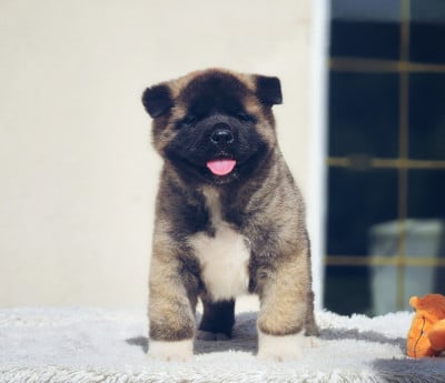Les chiots de Akita americain