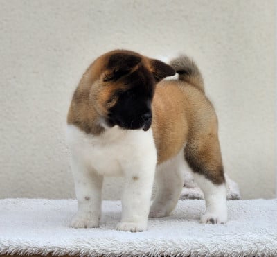 Les chiots de Akita americain