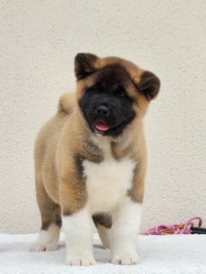 Les chiots de Akita americain