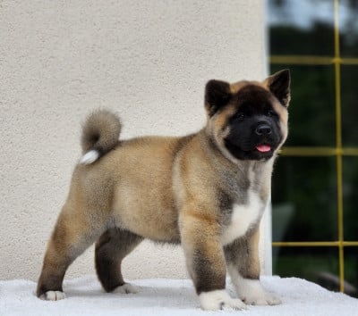 Les chiots de Akita americain