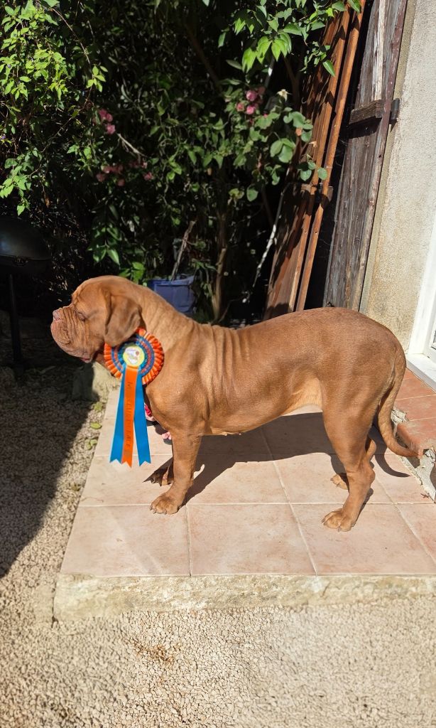 Vacuna De La Riviere De Sunny