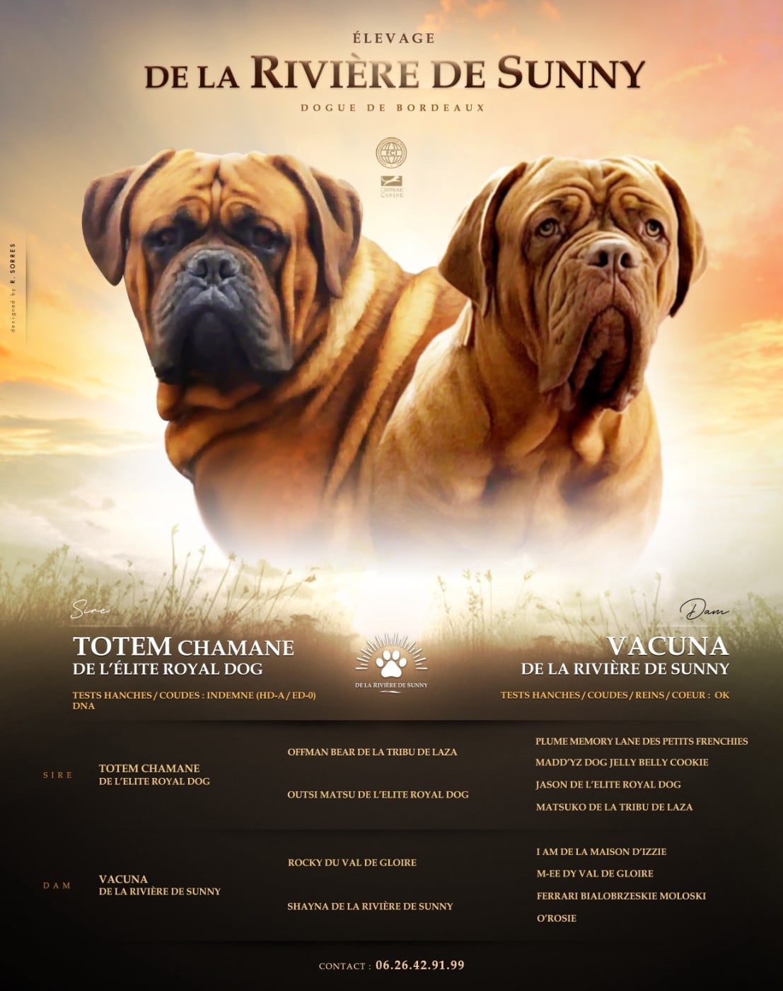 CHIOT 5 - Dogue de Bordeaux