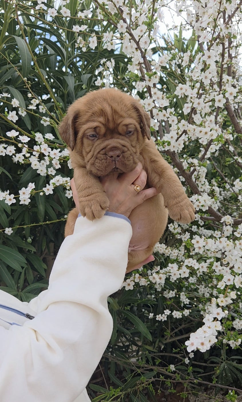 Chiot N°2 - Dogue de Bordeaux