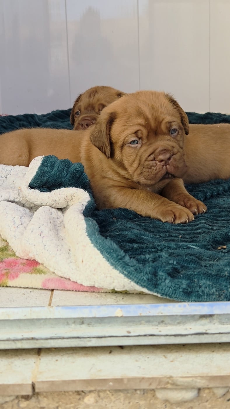 Chiot N°3 - Dogue de Bordeaux