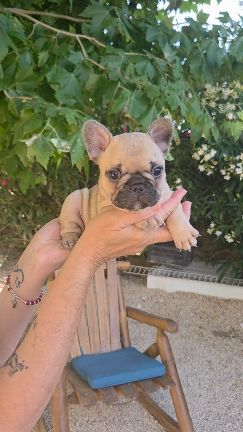 Chiot N°2