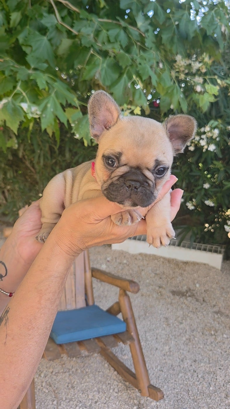 Chiot N°2