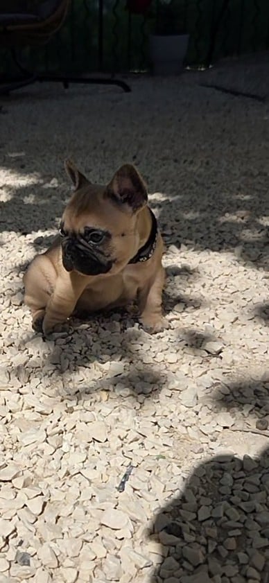 Chiot N°4