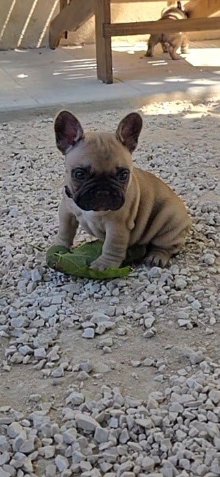 Chiot N°4