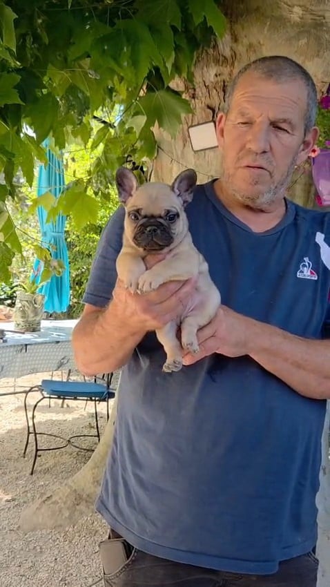 Chiot N°7