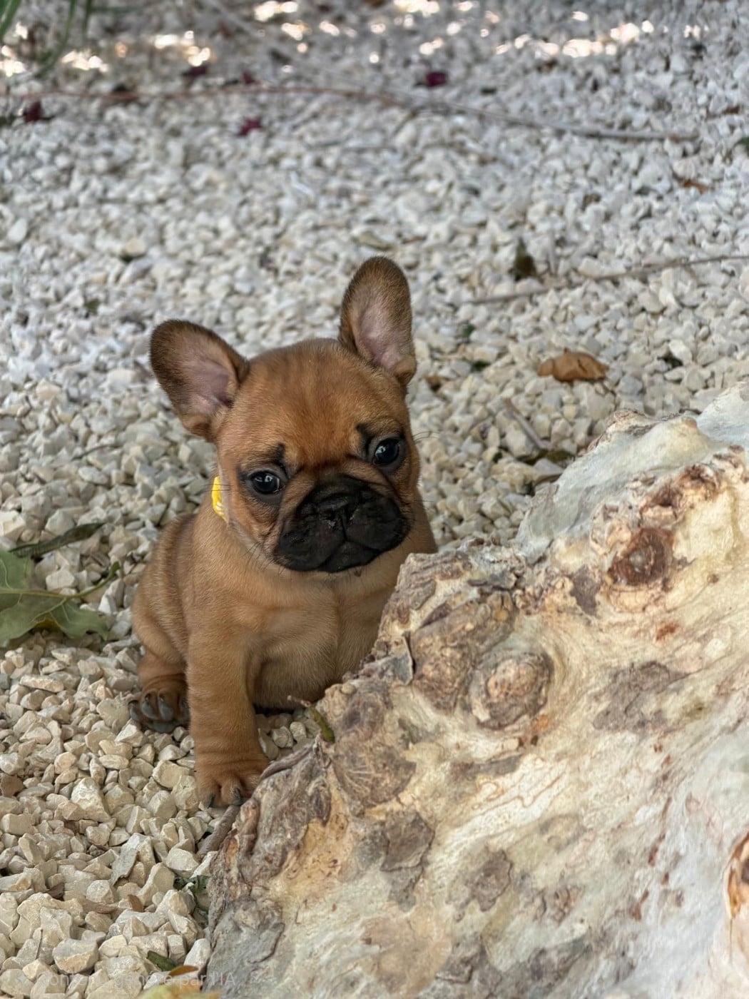 Chiot N°1