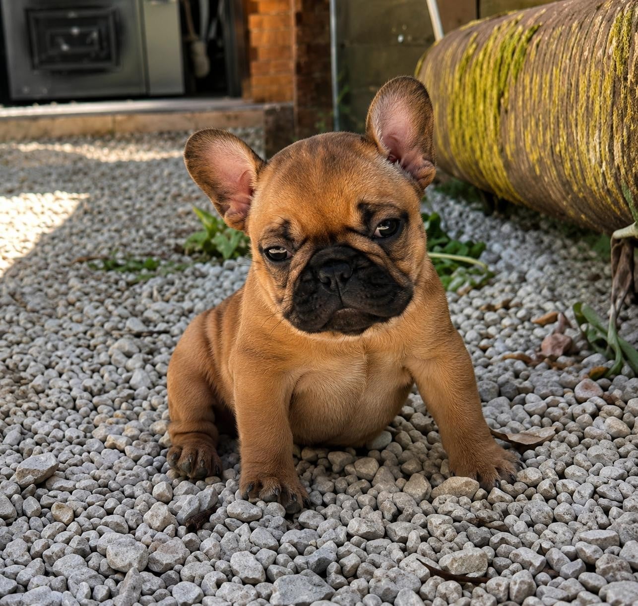 Chiot N°1
