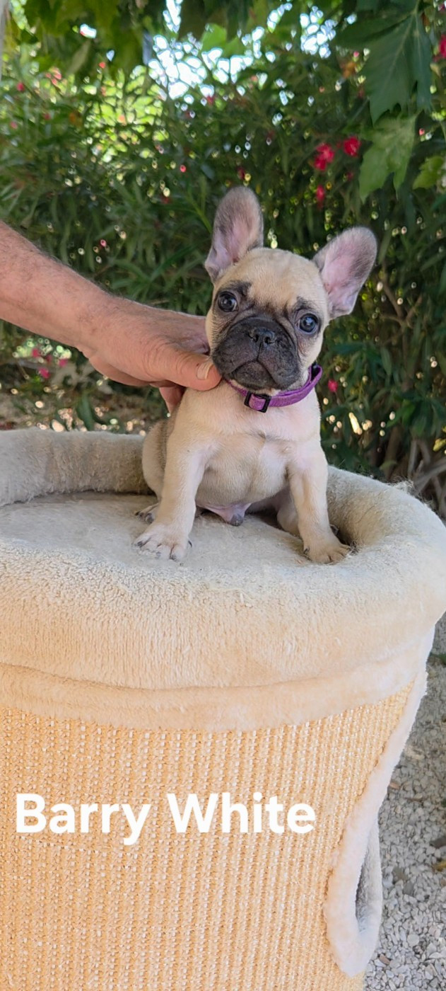 Chiot N°6