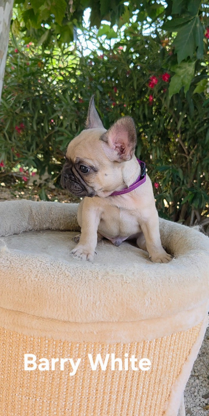 Chiot N°6