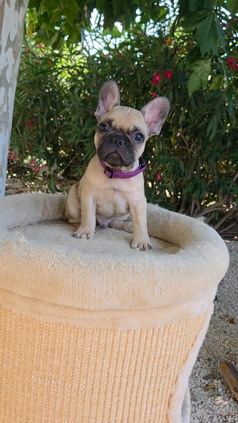 Chiot N°6
