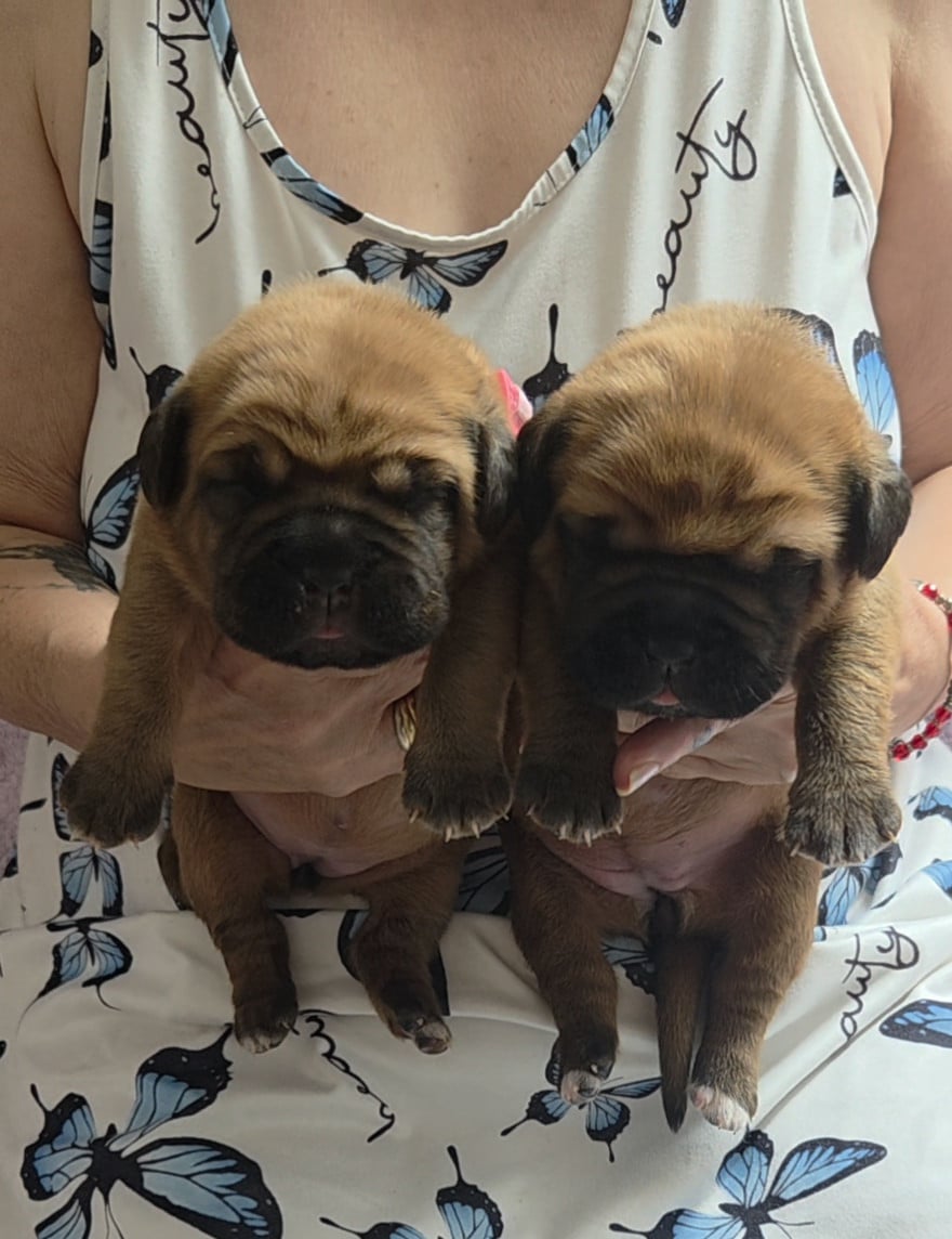 Chiot N°4 - Dogue de Bordeaux