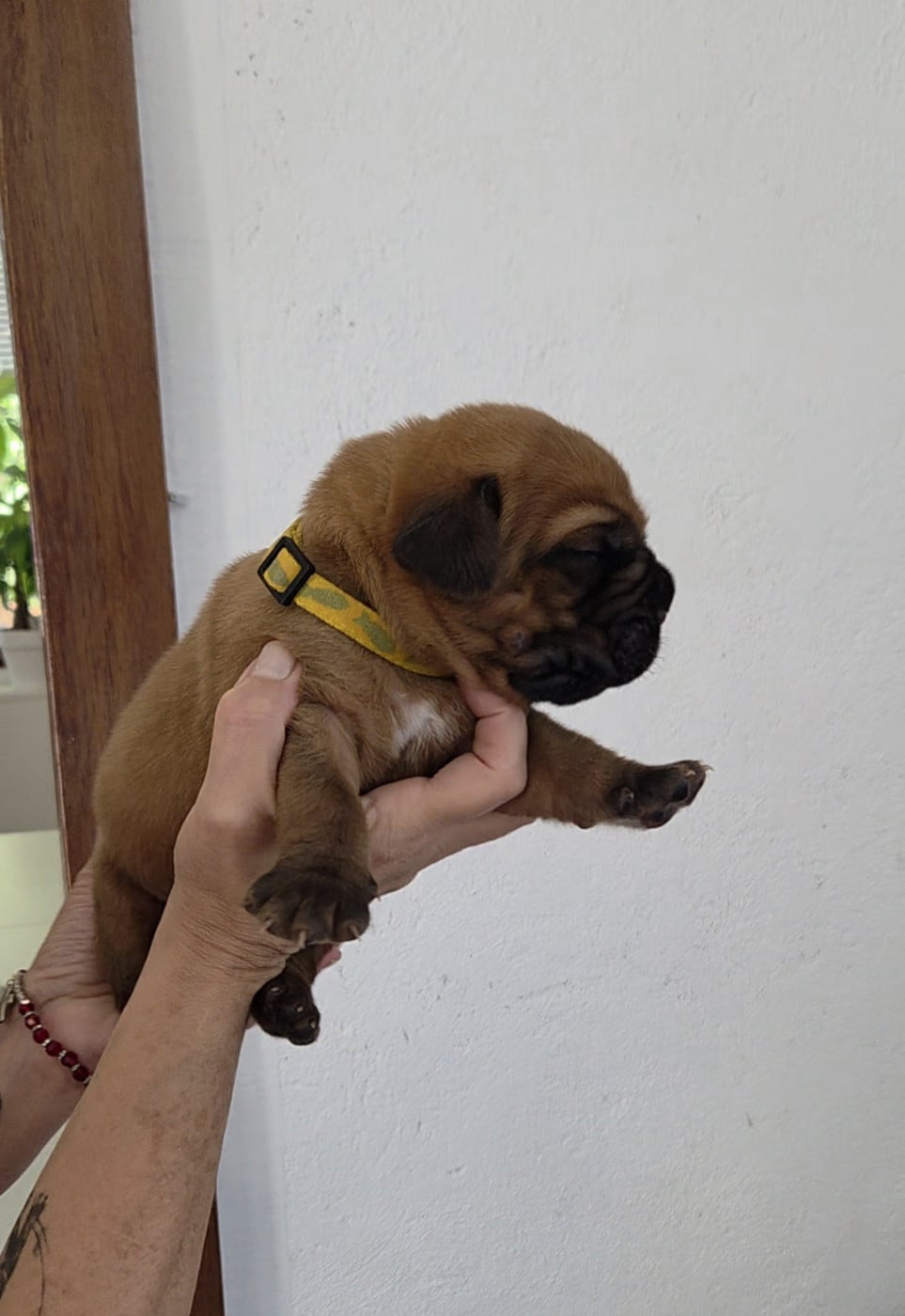 Chiot N°2 - Dogue de Bordeaux