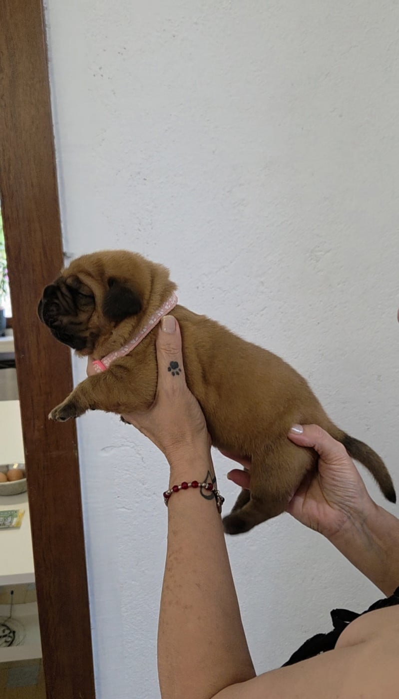 Chiot N°5 - Dogue de Bordeaux
